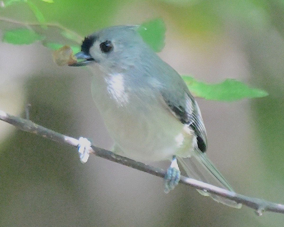 Tufted Titmouse - ML642788416