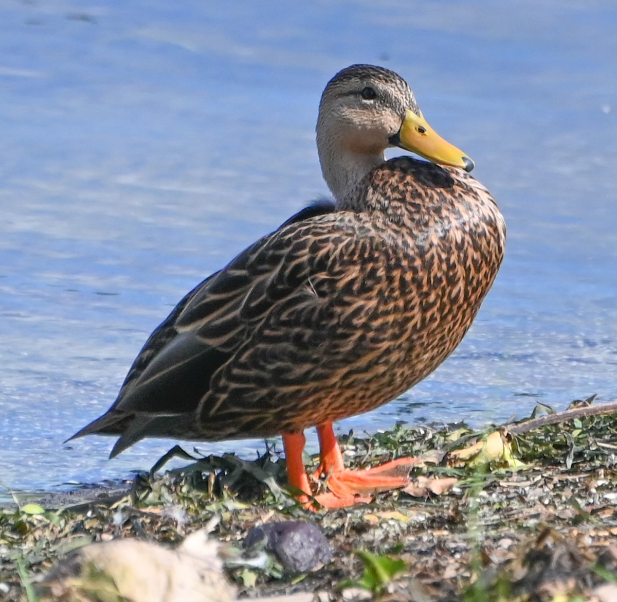 Mottled Duck - ML642788422
