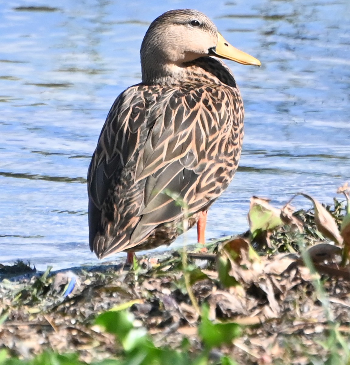 Mottled Duck - ML642788423