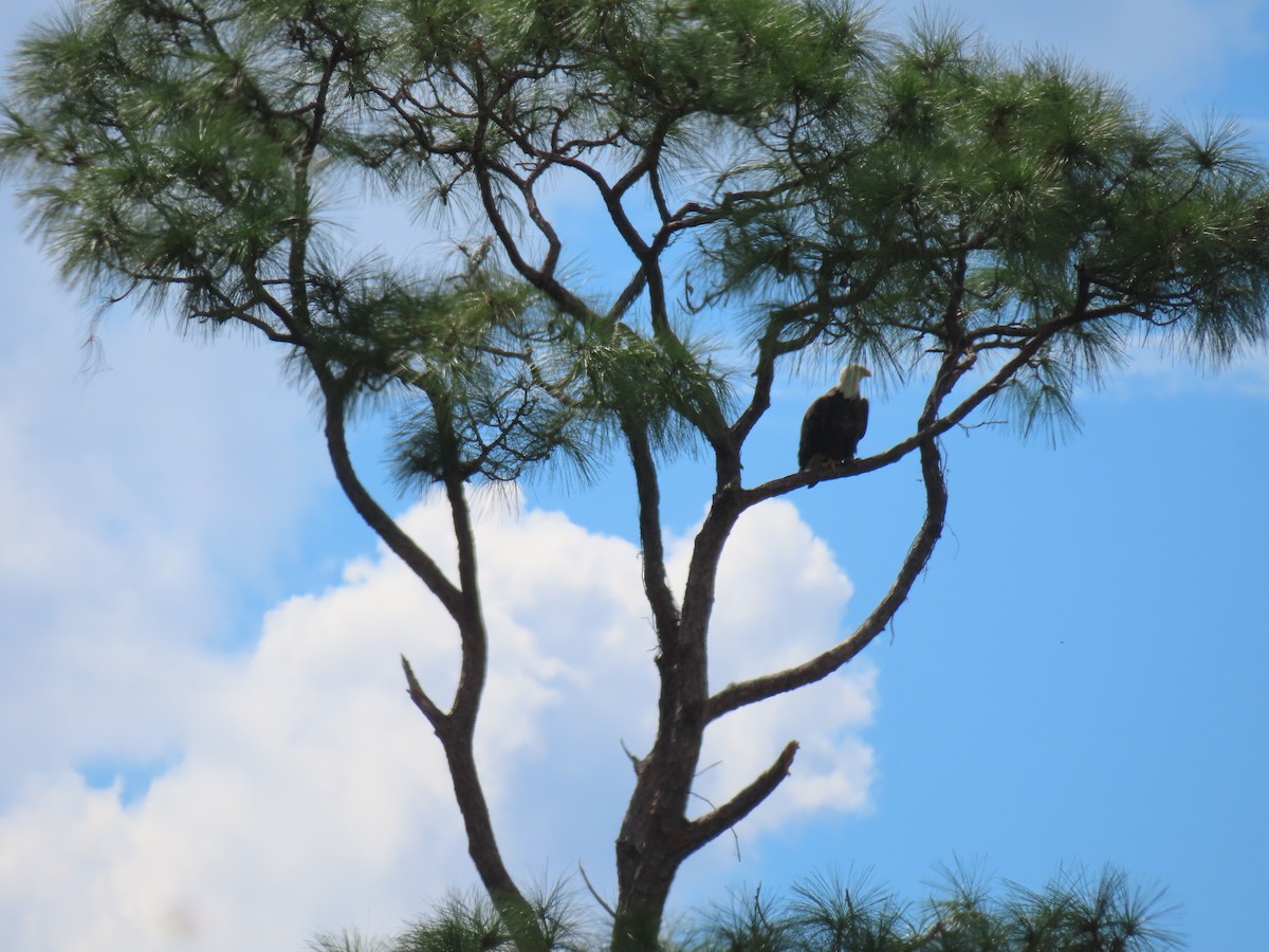 Bald Eagle - ML642788436