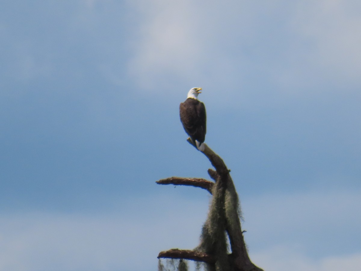 Bald Eagle - ML642788437
