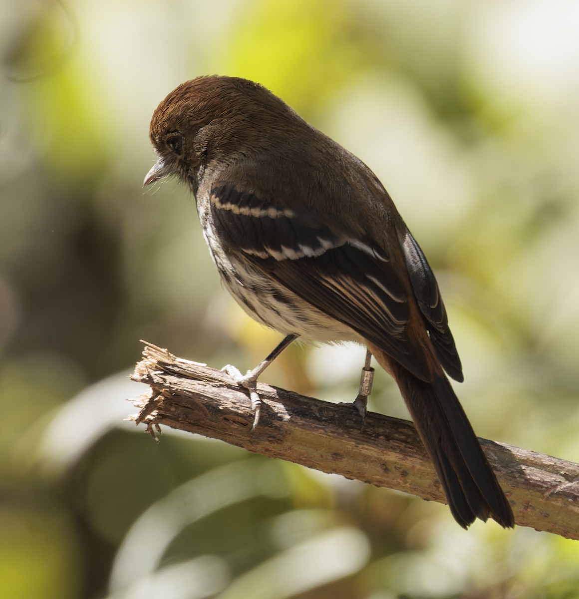 Blue-billed Black-Tyrant - ML642788438
