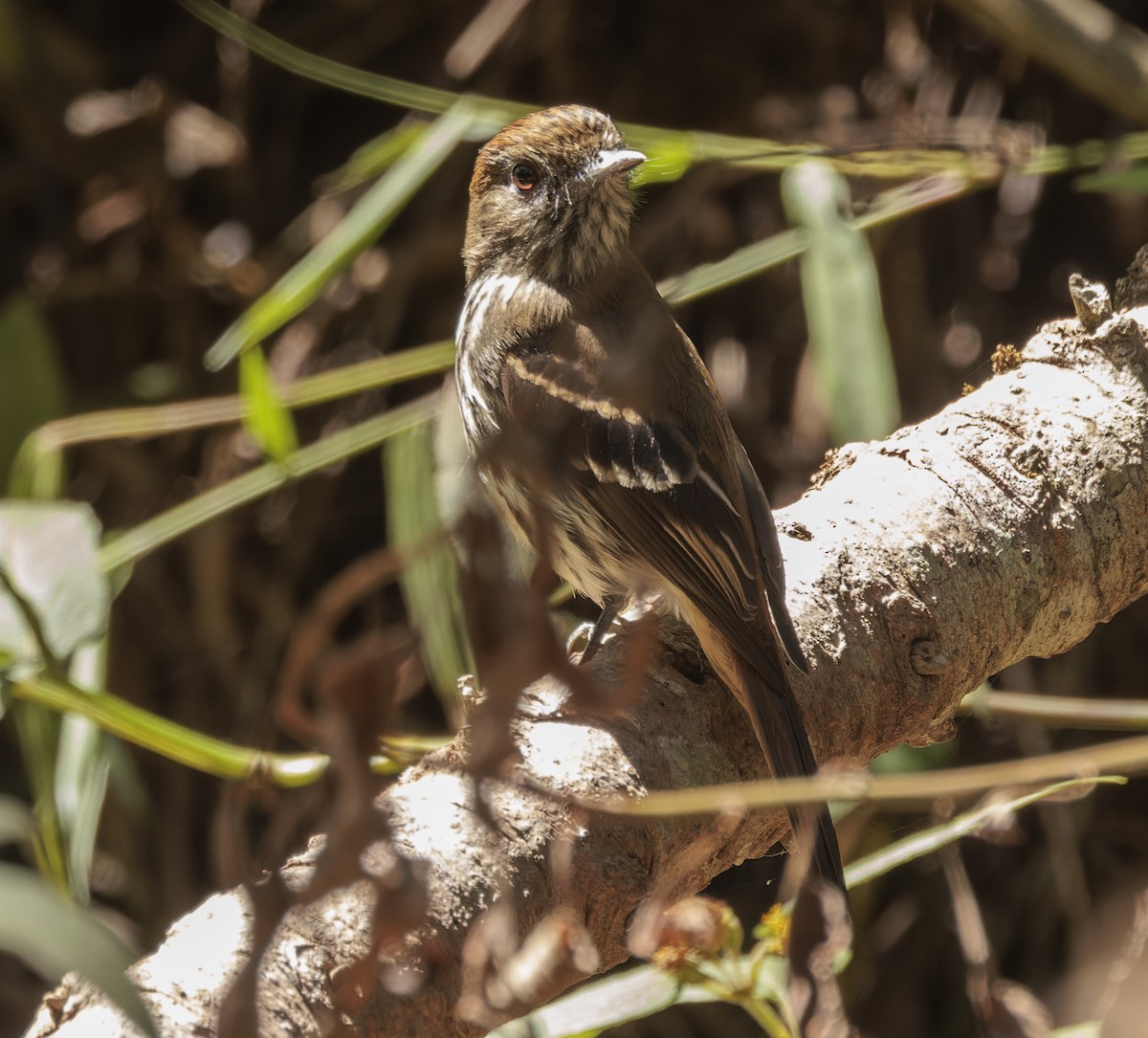 Blue-billed Black-Tyrant - ML642788439