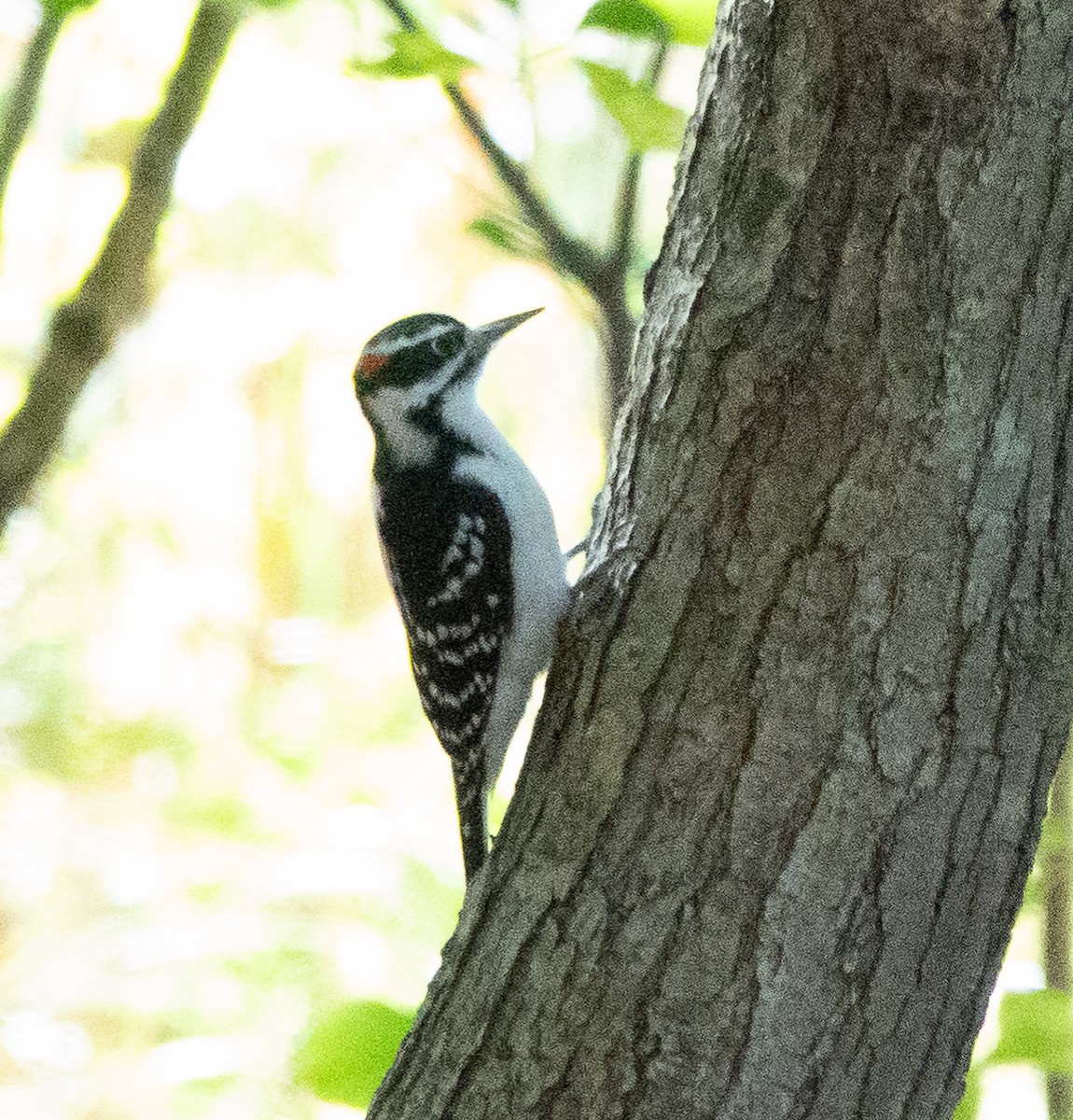 Hairy Woodpecker - ML642788445