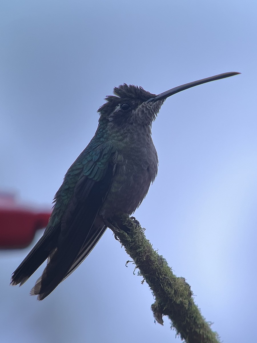 Talamanca Hummingbird - ML642788446