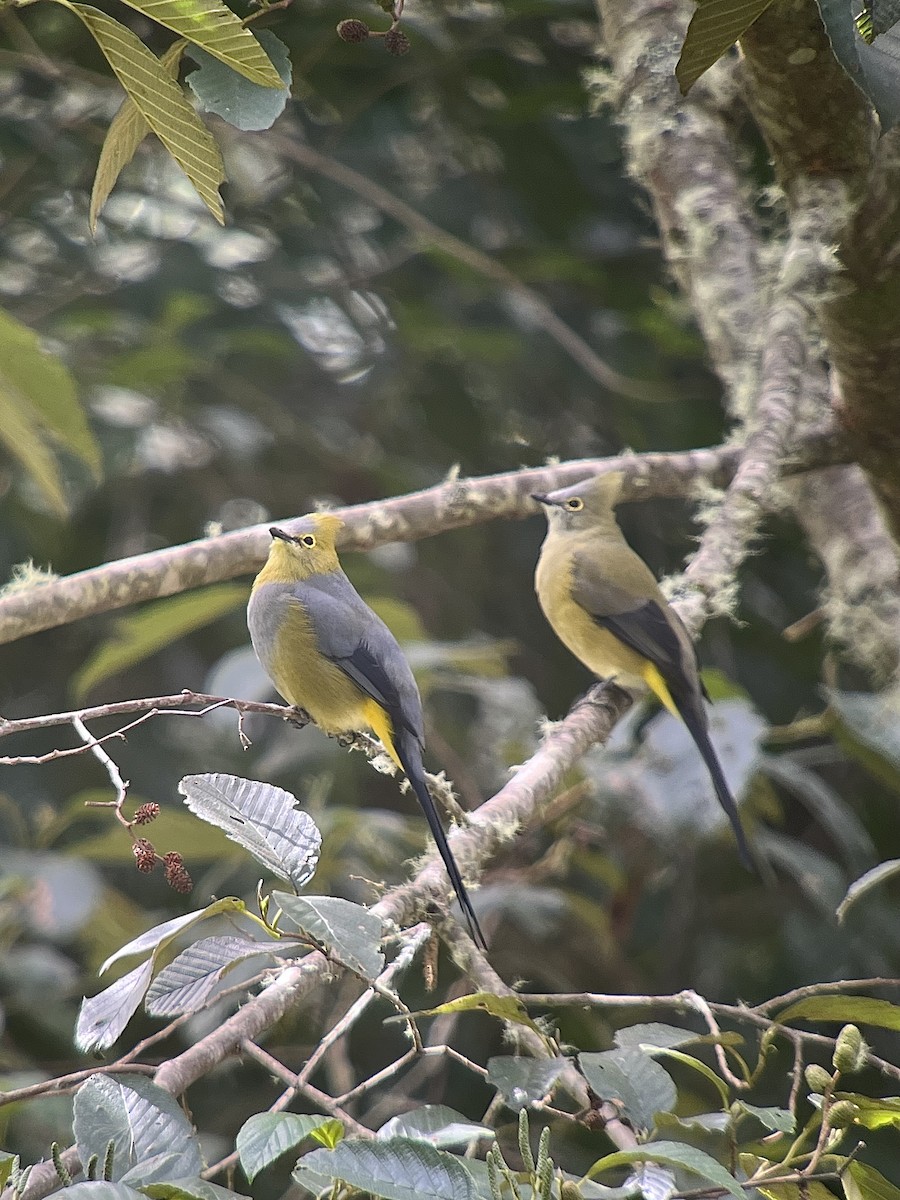 Long-tailed Silky-flycatcher - ML642788456