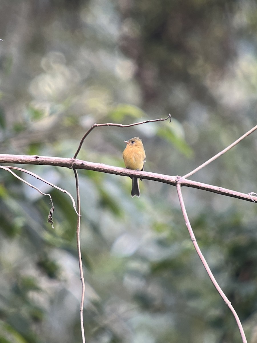 Tufted Flycatcher - ML642788463