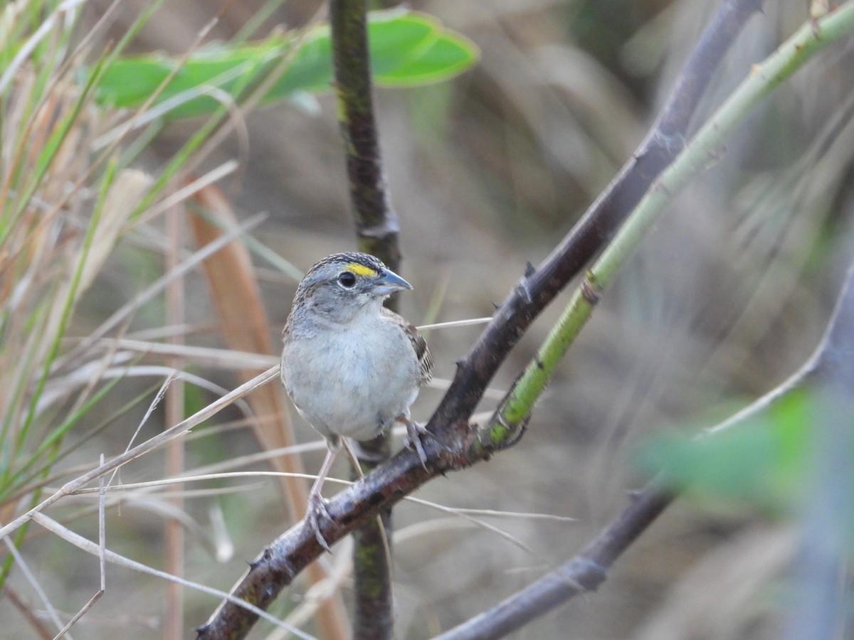 Grassland Sparrow - ML642788464