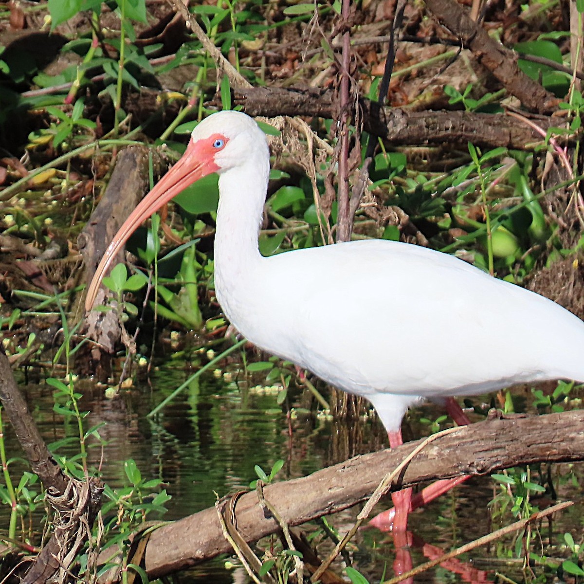 White Ibis - ML642788465