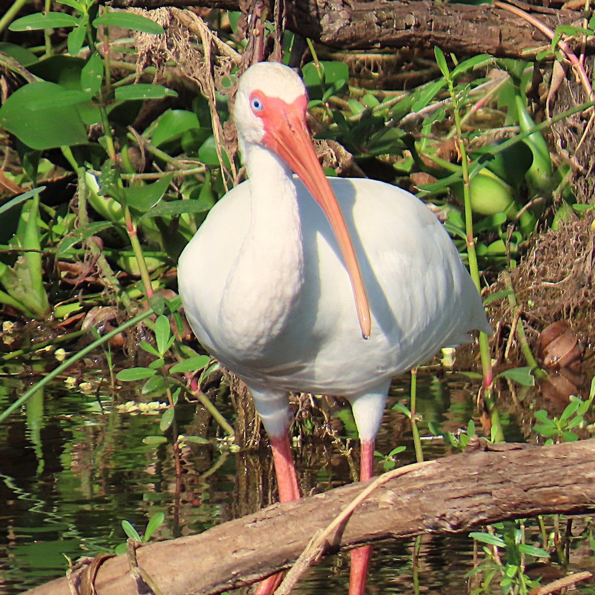 White Ibis - ML642788469