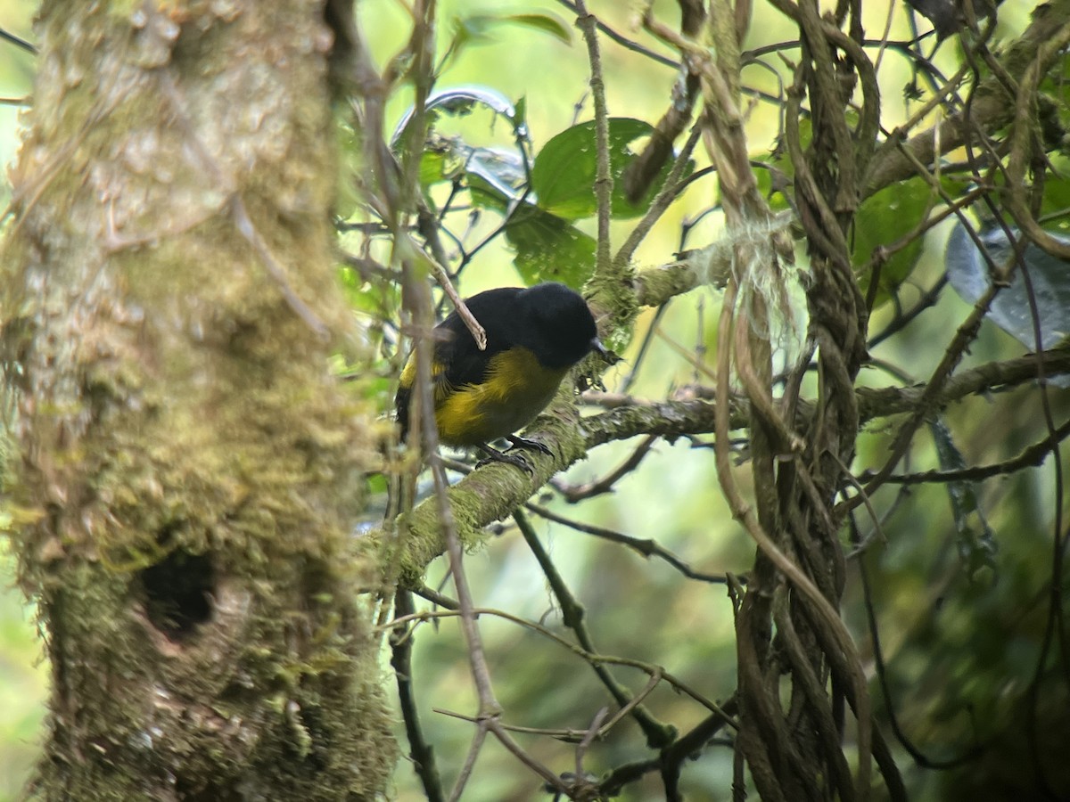 Black-and-yellow Silky-flycatcher - ML642788481