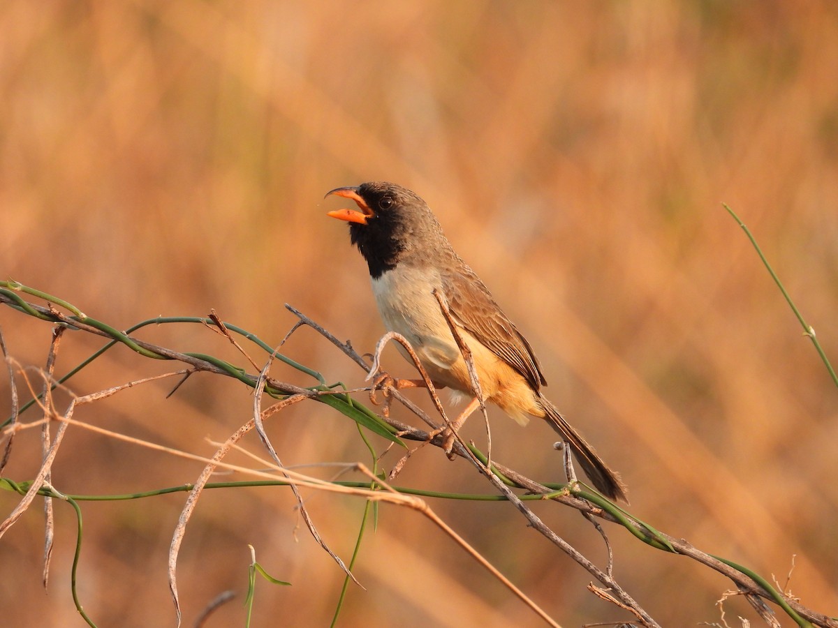Black-throated Saltator - ML642788484