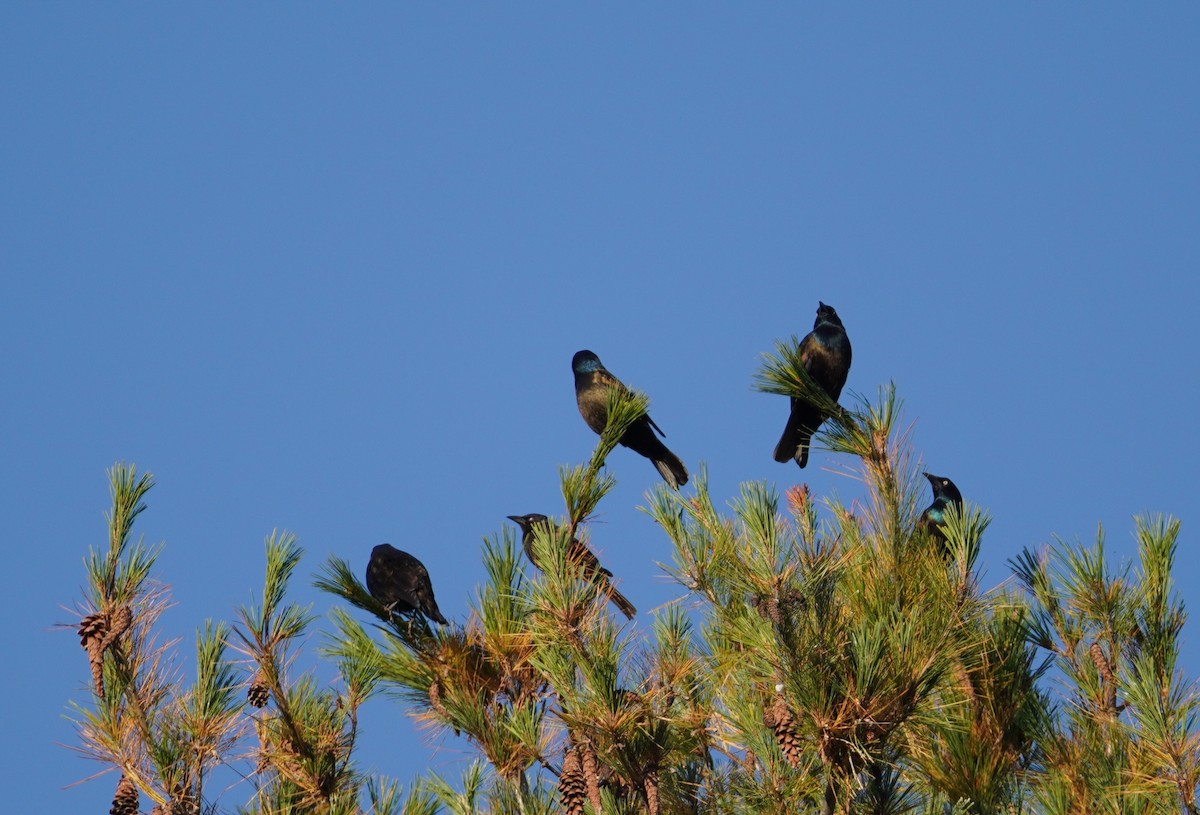 Common Grackle - ML642788486