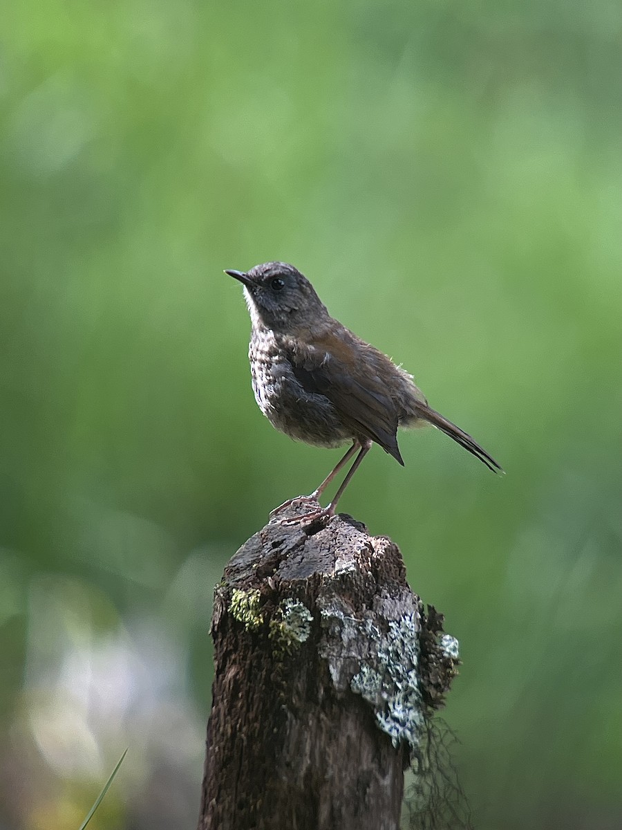 Black-billed Nightingale-Thrush - ML642788487