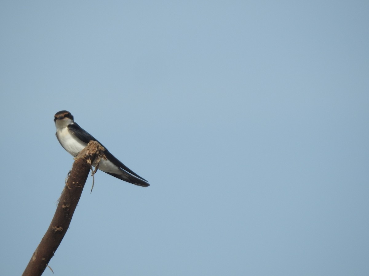 Wire-tailed Swallow - ML642788504
