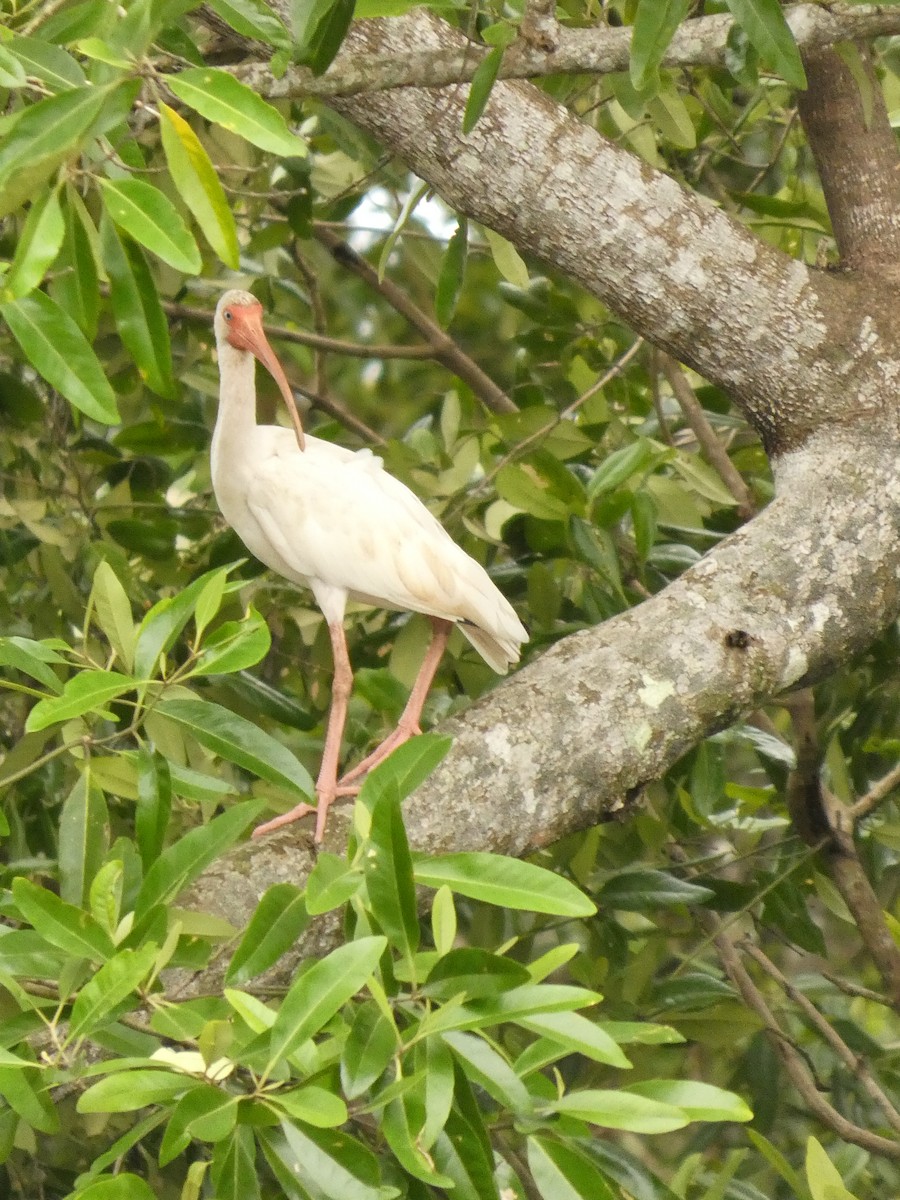White Ibis - ML642788516