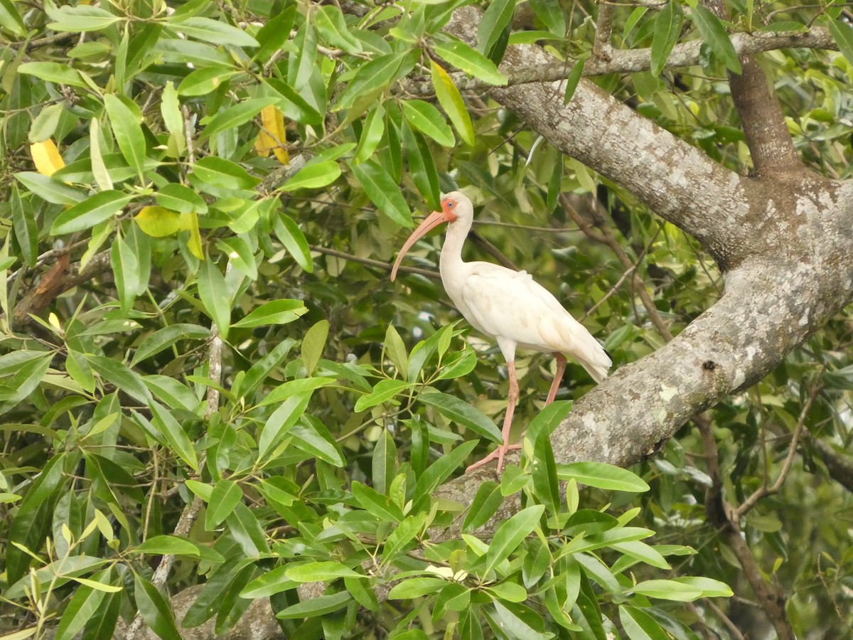 White Ibis - ML642788517