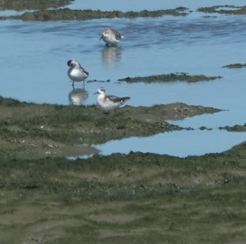 Red-necked Phalarope - ML642788519