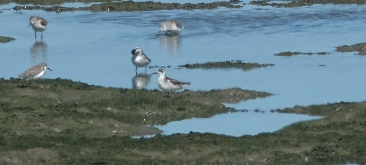 Red-necked Phalarope - ML642788520