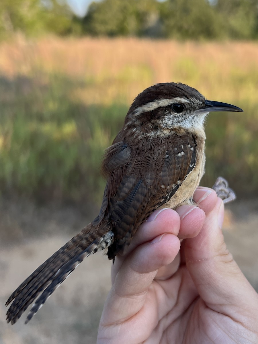 Carolina Wren - ML642788527