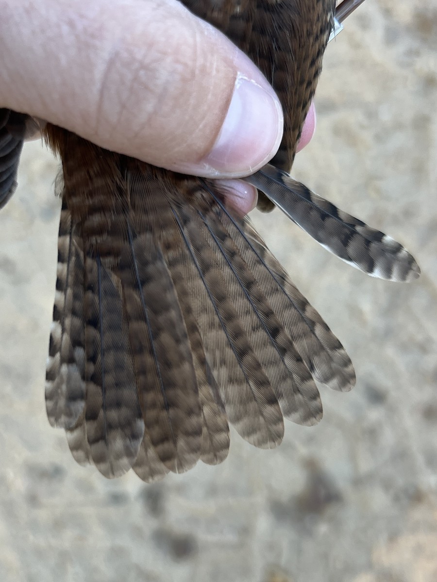 Carolina Wren - ML642788528