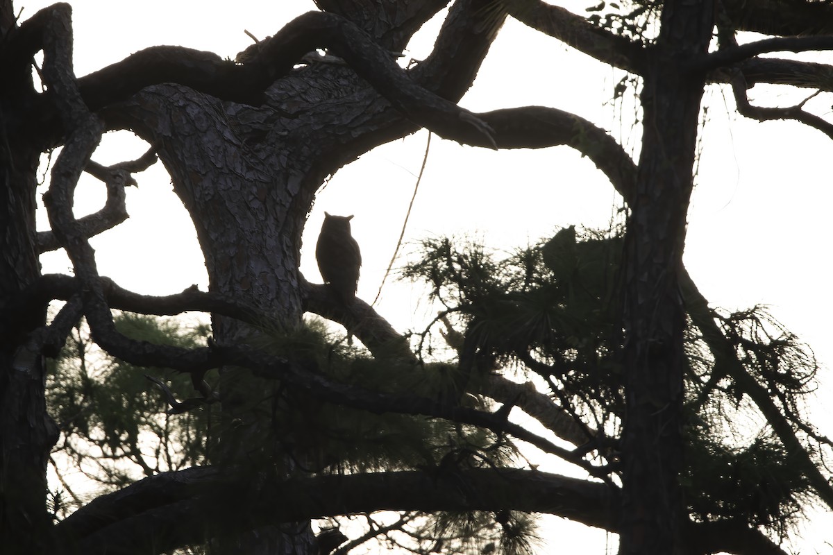 Great Horned Owl - ML642788532