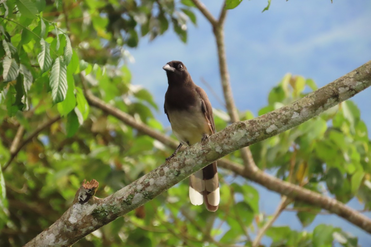 Brown Jay - ML642788533