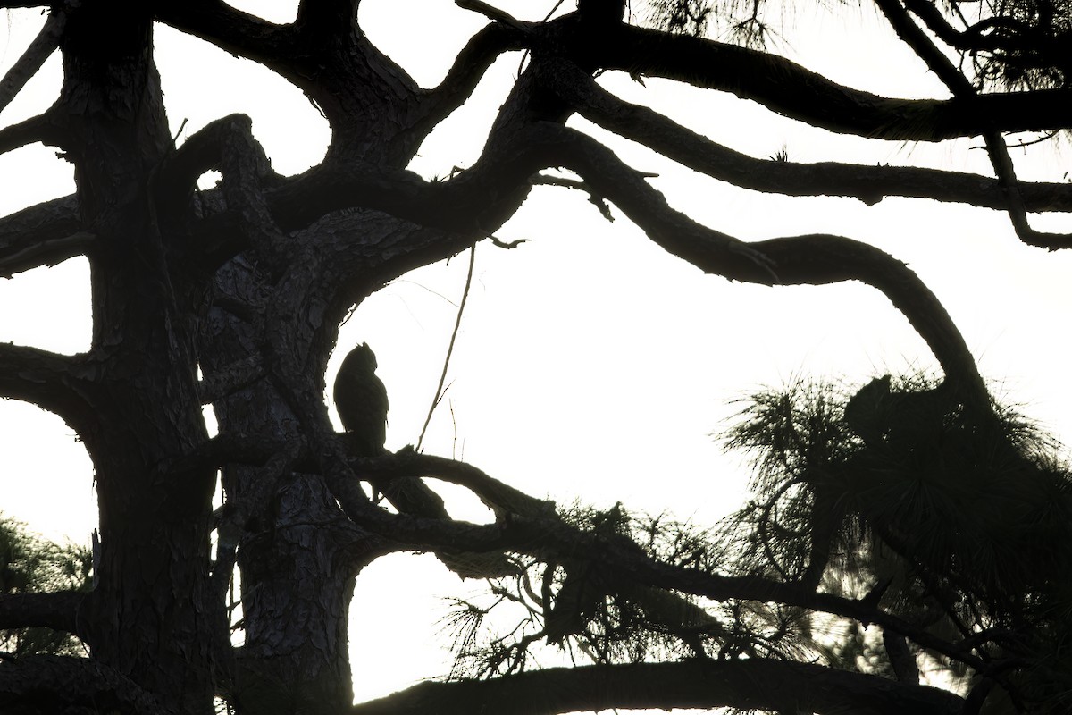 Great Horned Owl - ML642788534