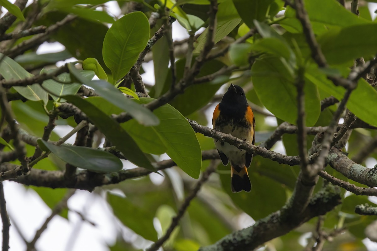 American Redstart - ML642788538