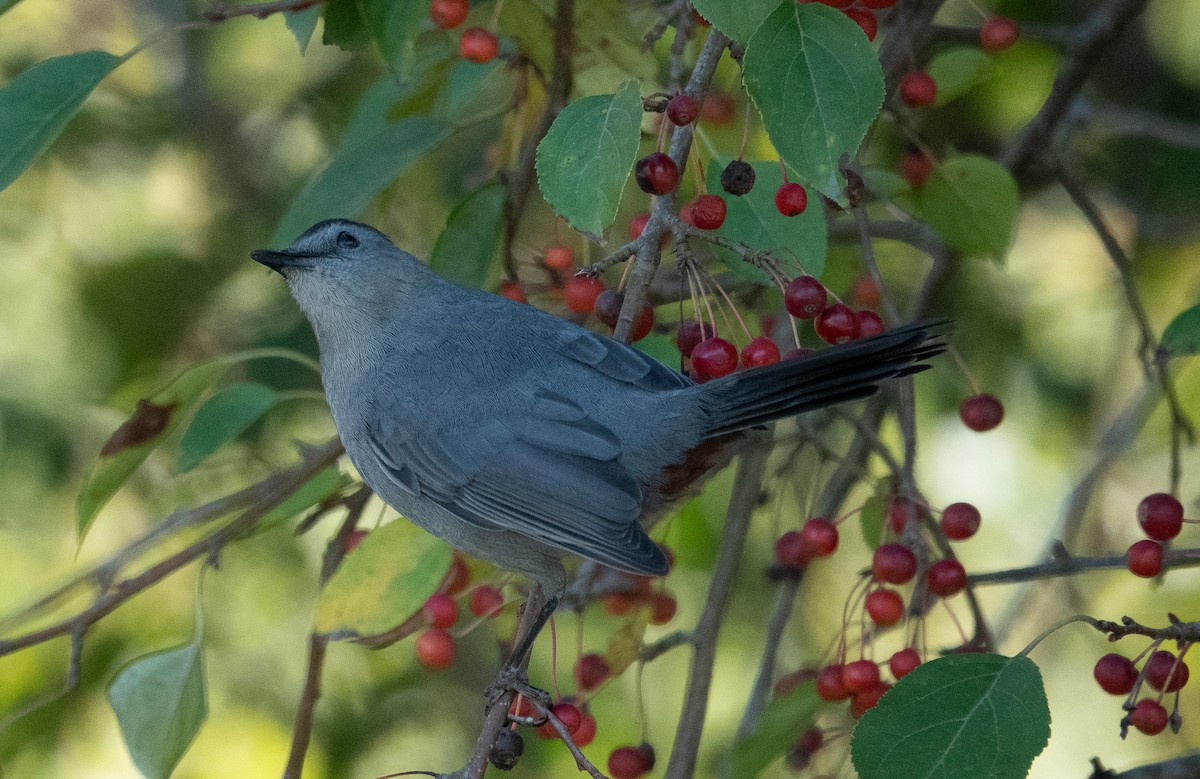 Gray Catbird - ML642788541