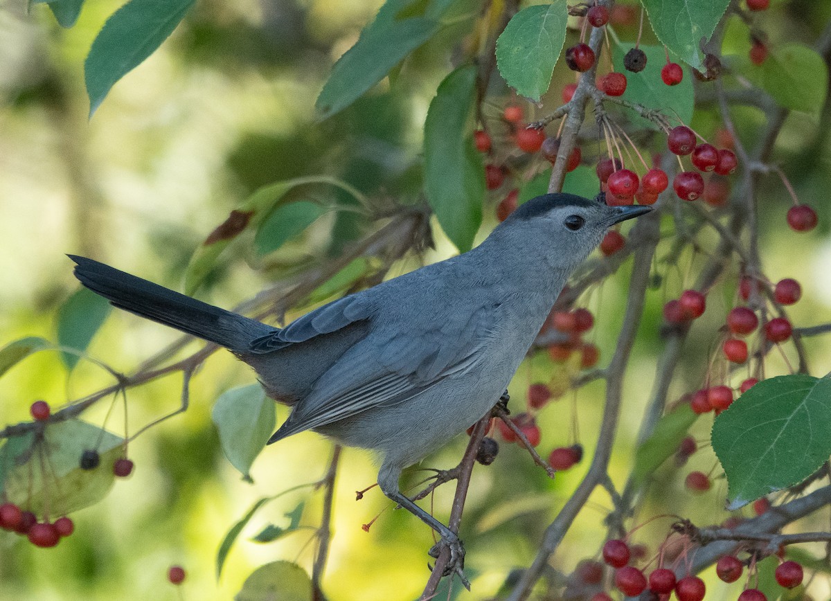 Gray Catbird - ML642788542