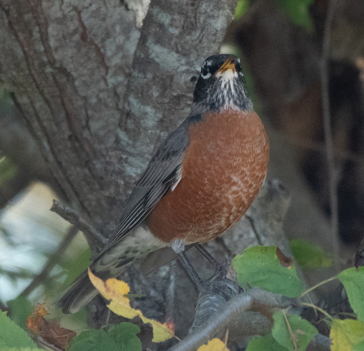 American Robin - ML642788548
