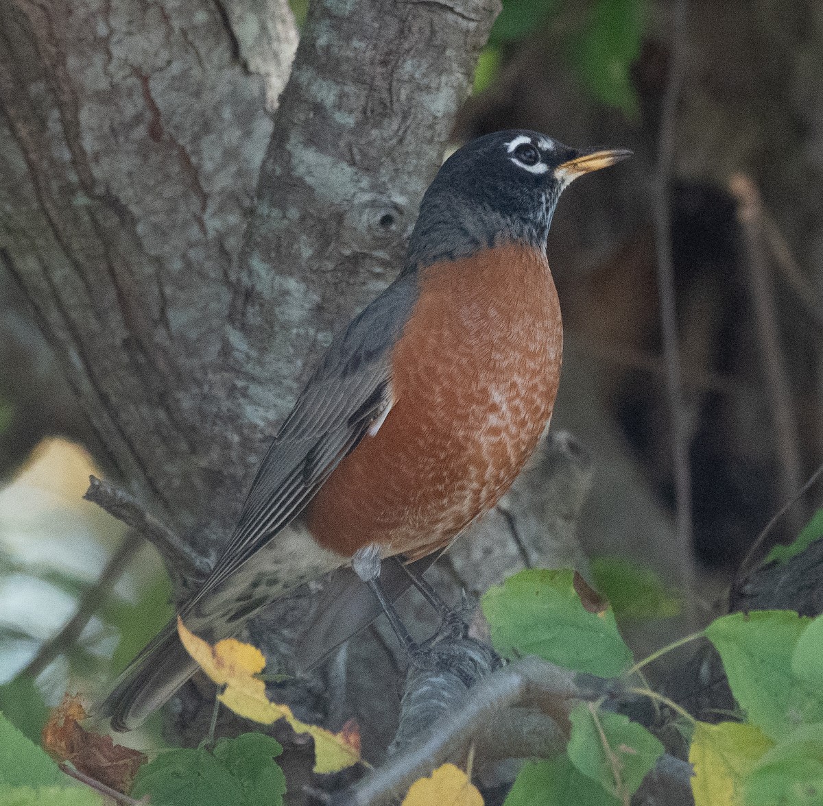 American Robin - ML642788549