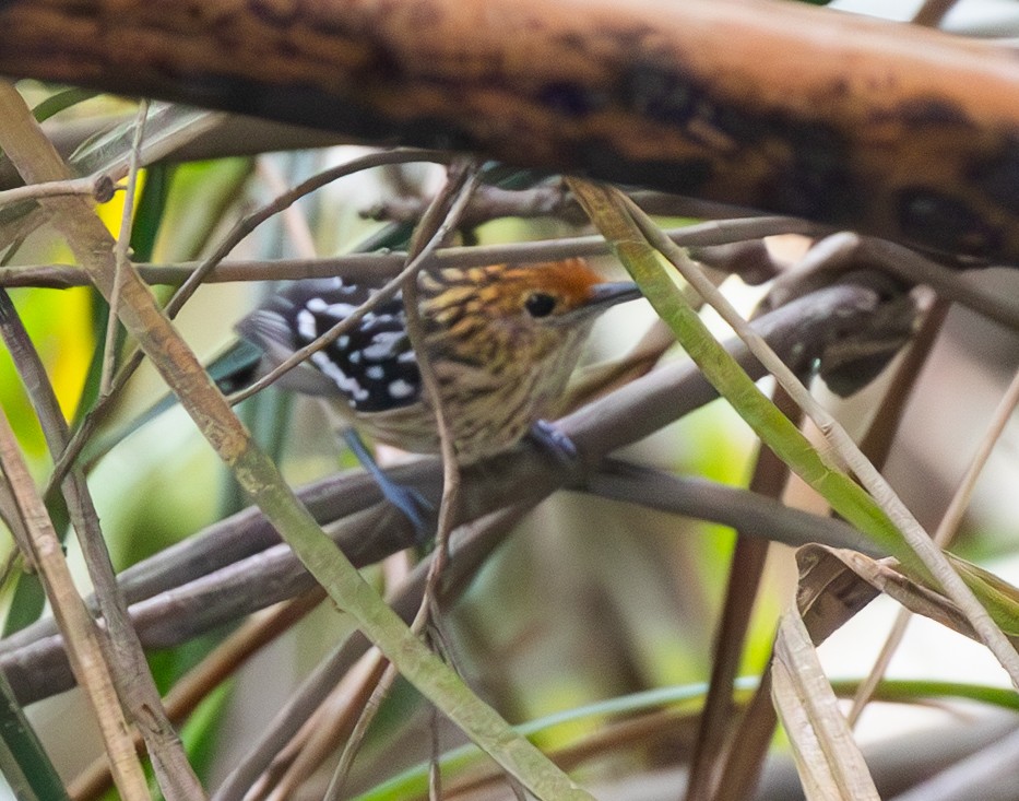 Amazonian Streaked-Antwren - ML642788567