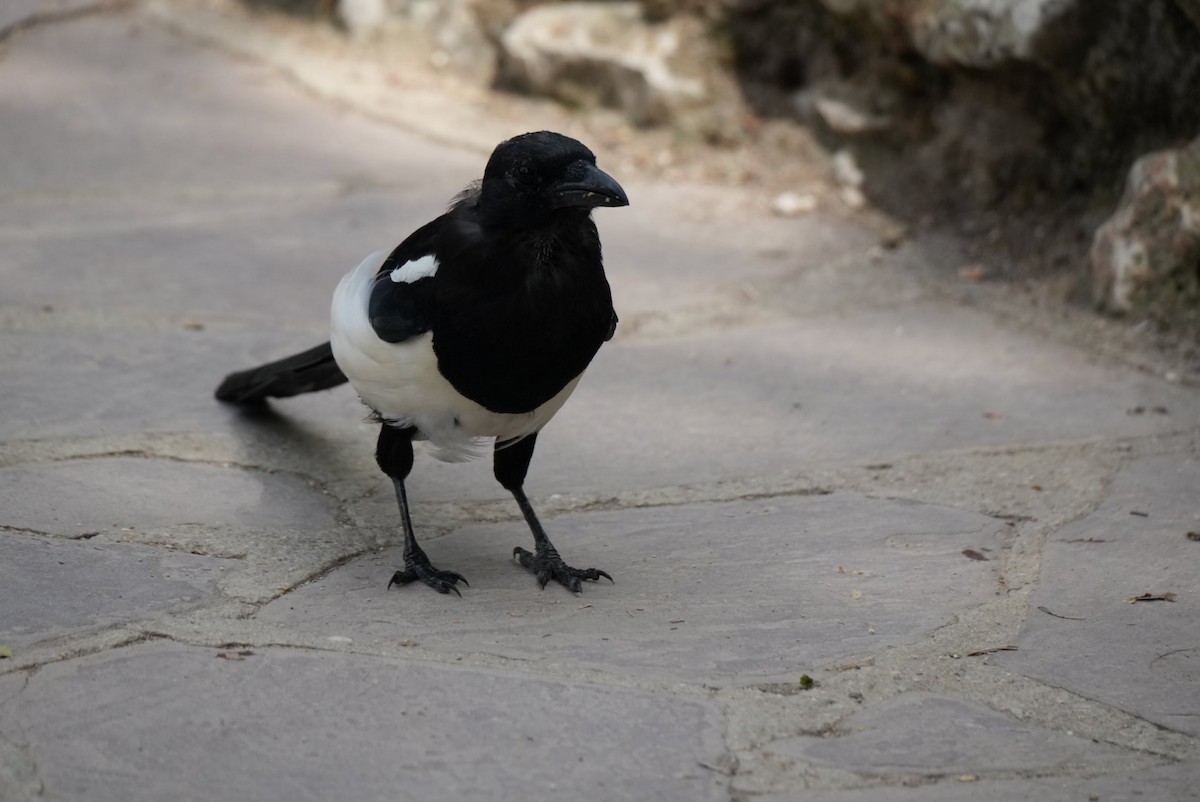 Eurasian Magpie - ML642788568