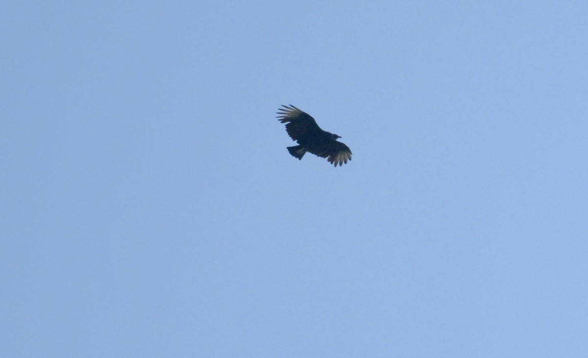 Black Vulture - ML642788572