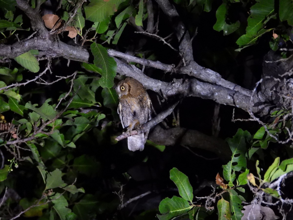 Tropical Screech-Owl - ML642788575