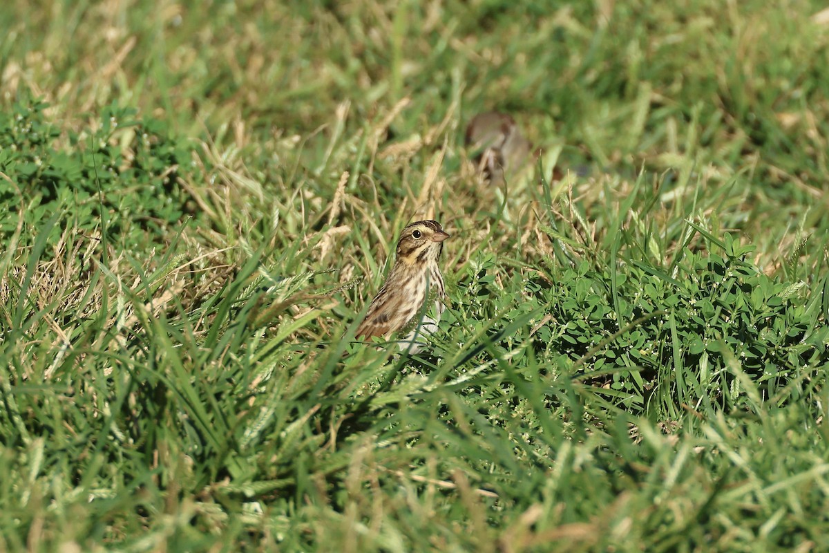 Bruant des prés - ML642788579