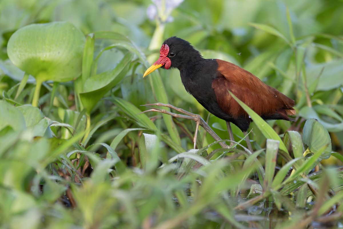 Wattled Jacana - ML642788580