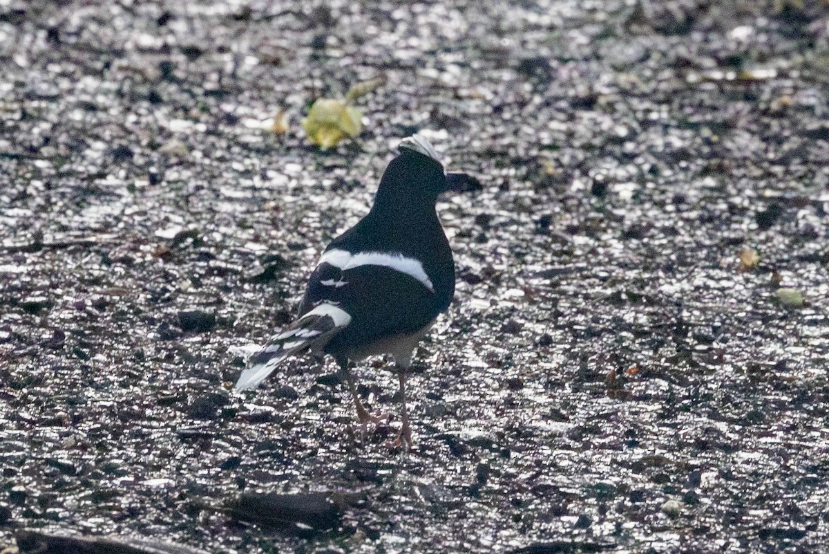White-crowned Forktail - ML642788581