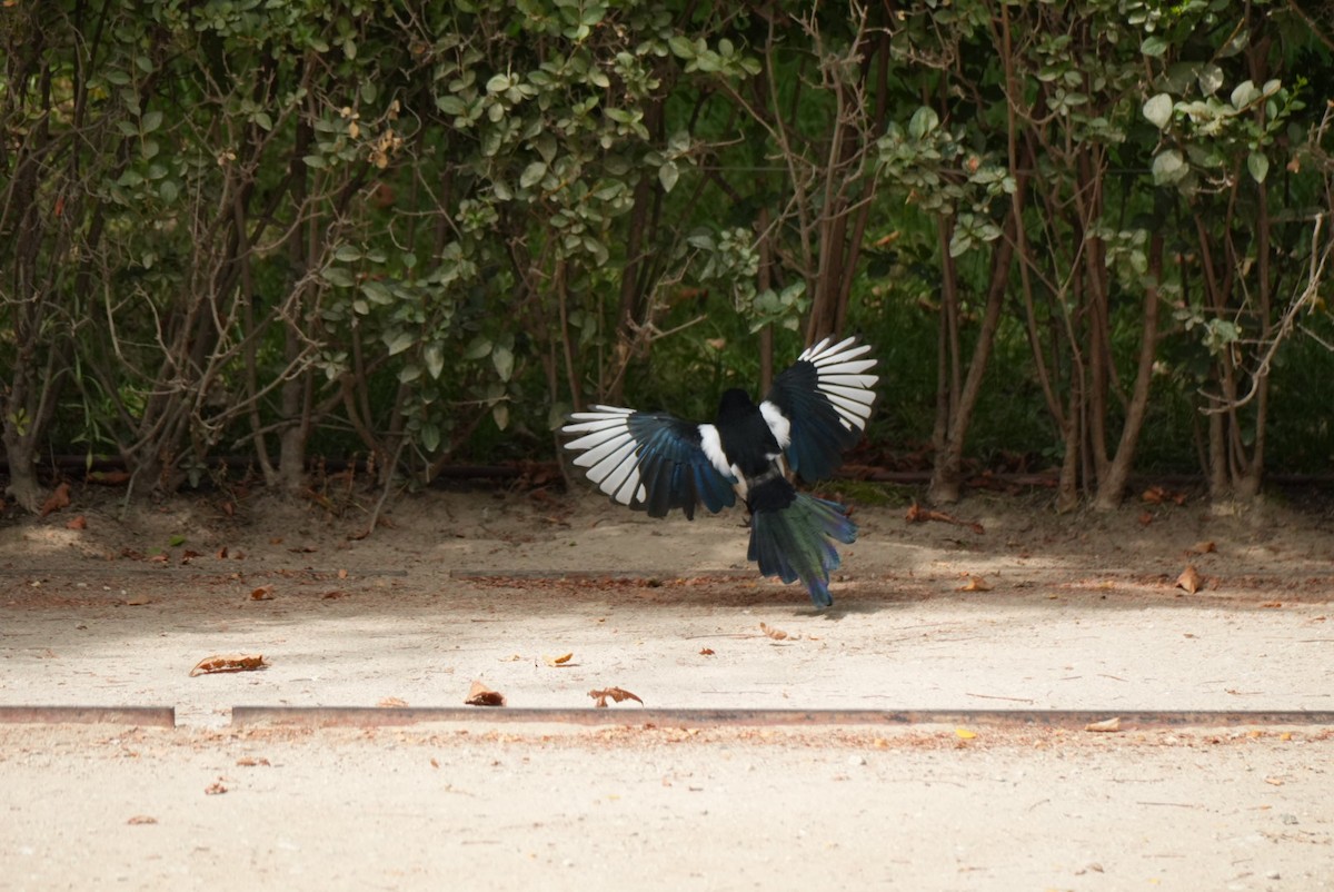 Eurasian Magpie - ML642788587