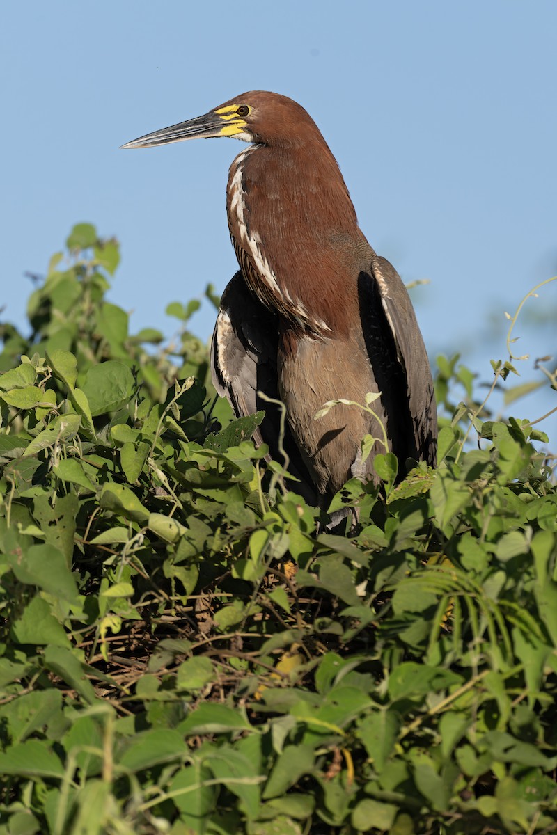 Rufescent Tiger-Heron - ML642788600