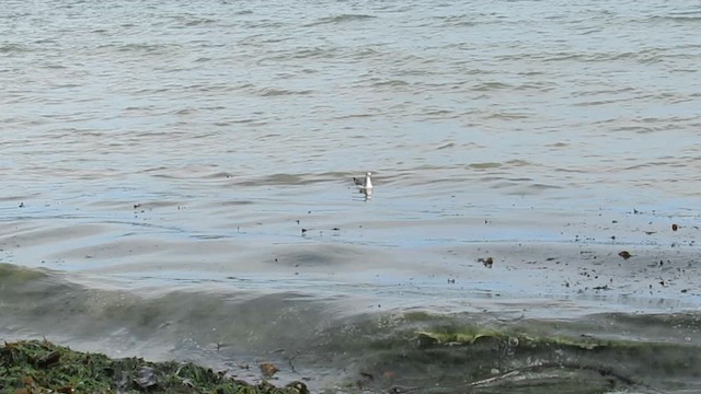 Sabine's Gull - ML642788602