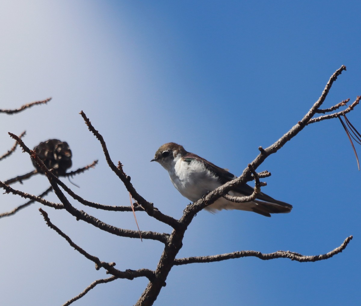 Violet-green Swallow - ML642788605