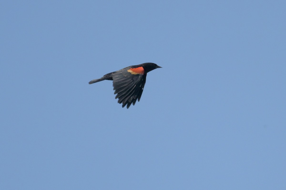 Red-winged Blackbird - ML642788608