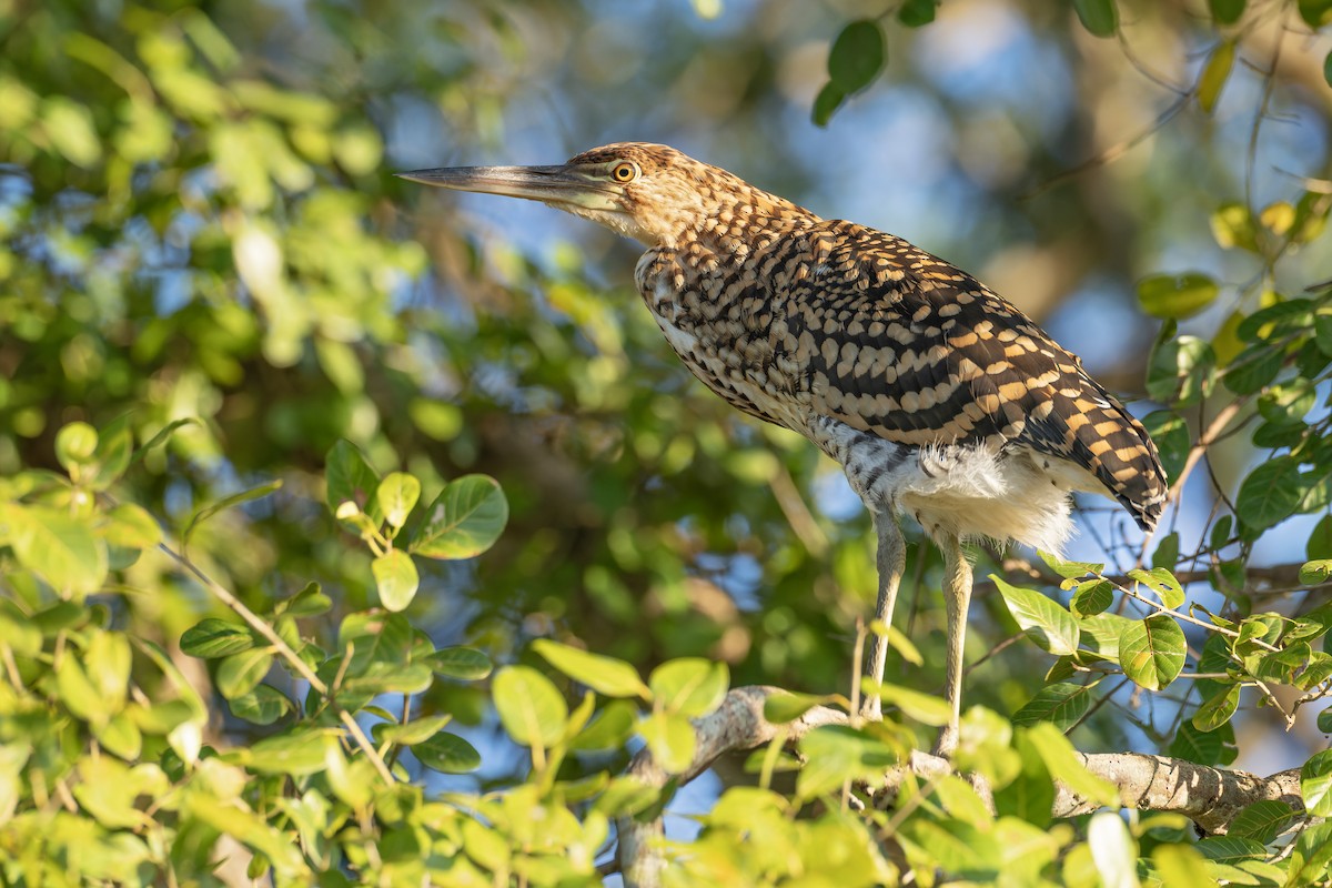 Rufescent Tiger-Heron - ML642788616