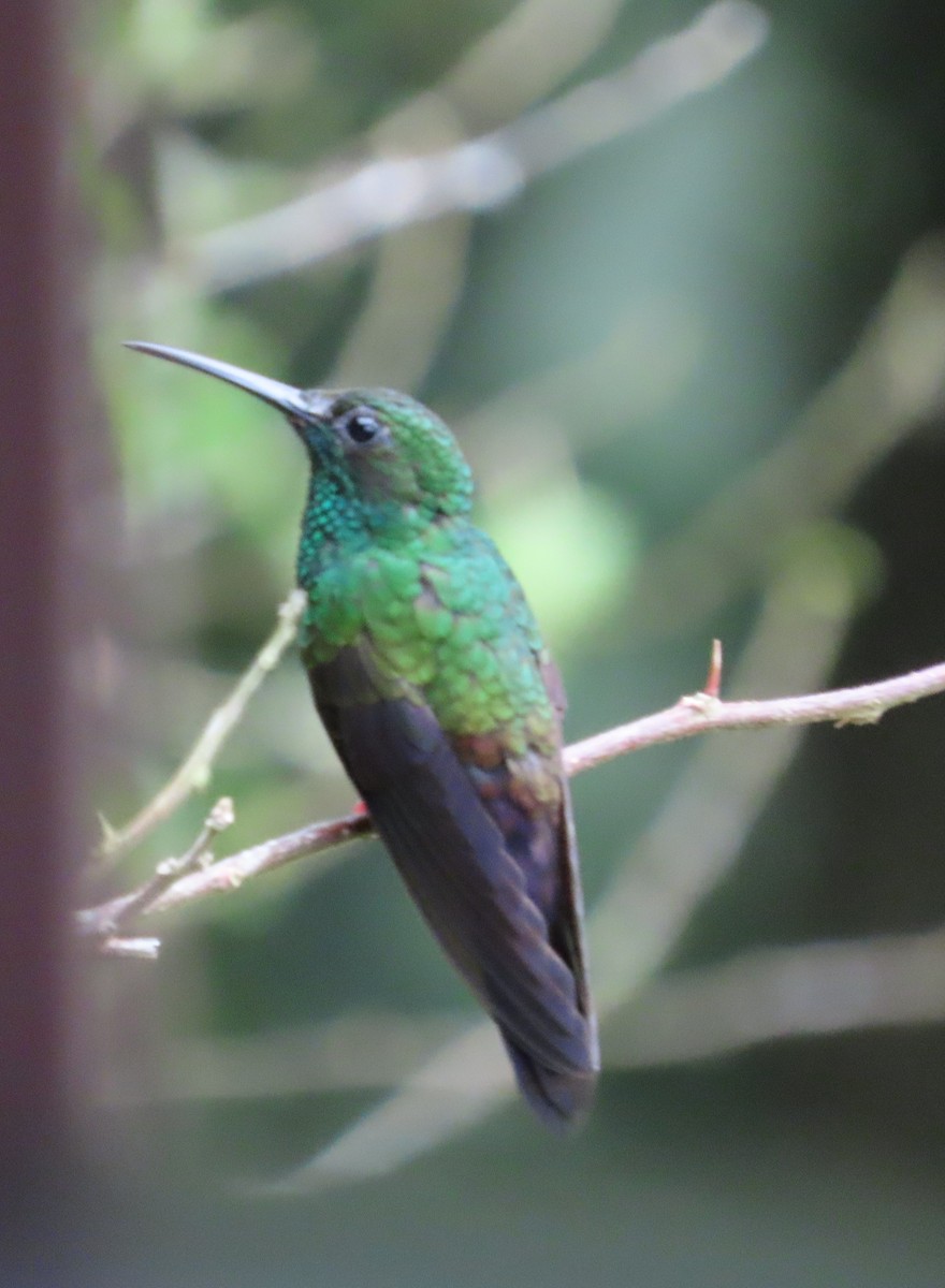 Bronze-tailed Plumeleteer - ML642788619