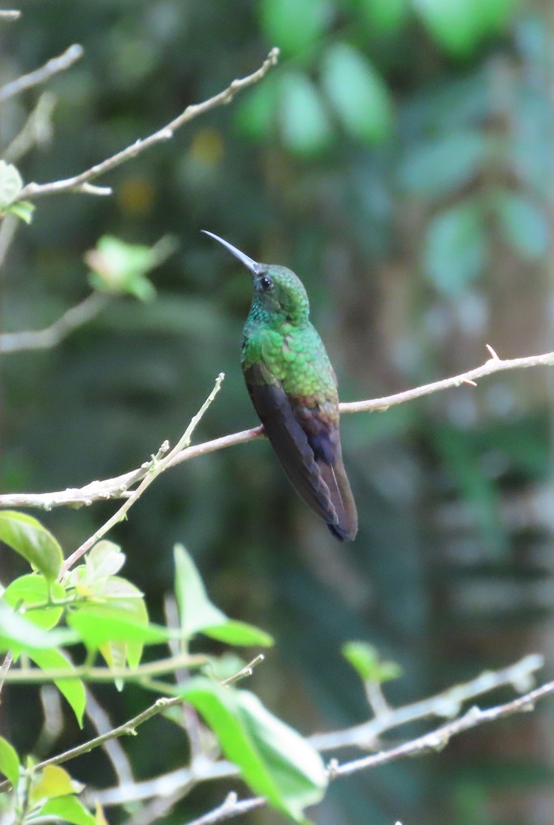 Bronze-tailed Plumeleteer - ML642788621