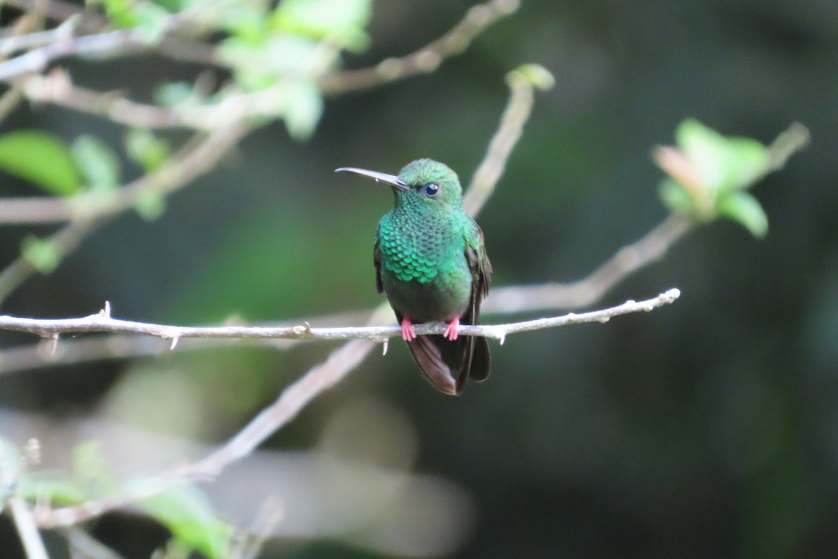 Bronze-tailed Plumeleteer - ML642788622