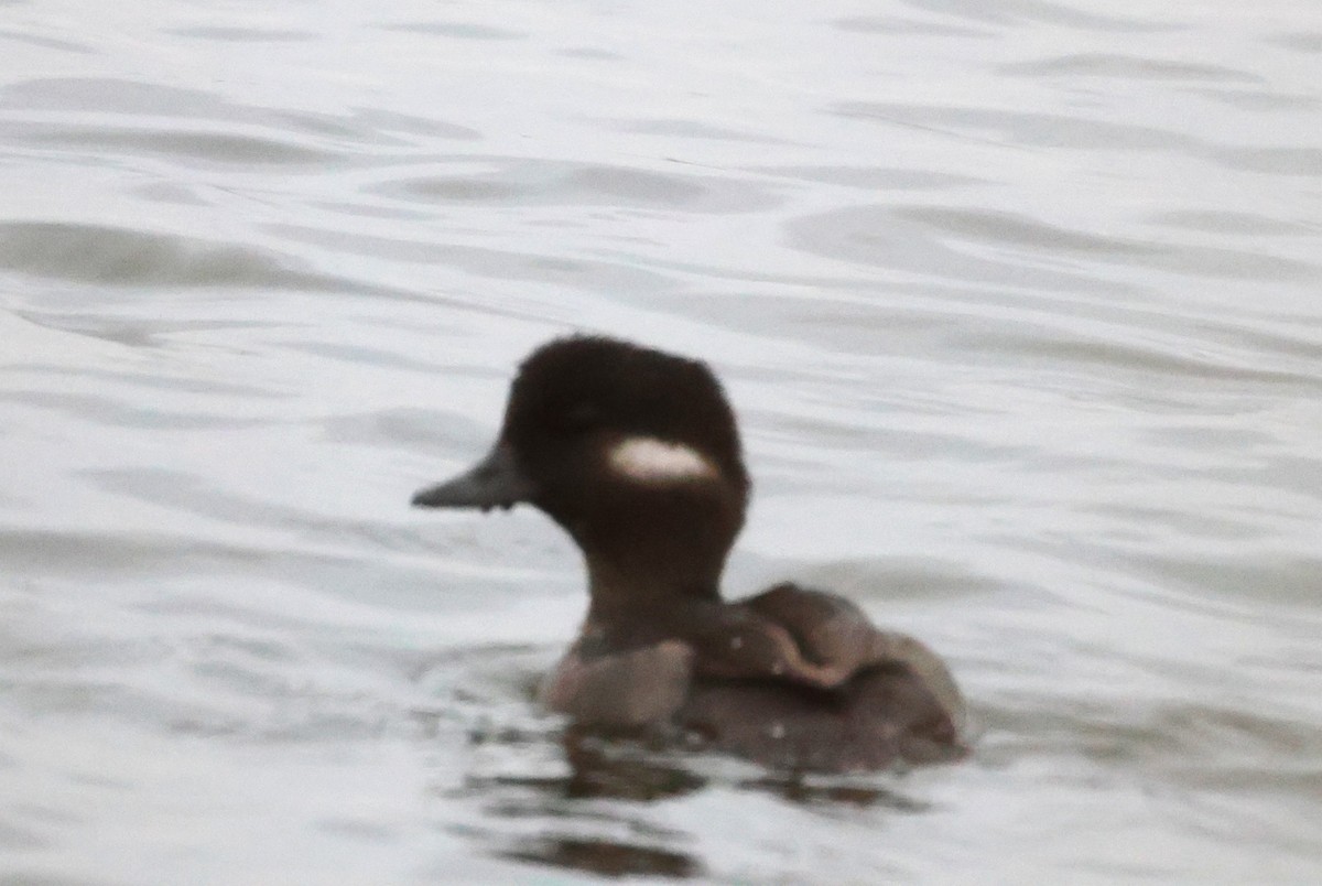 Bufflehead - ML642788645